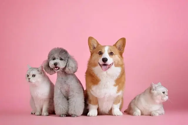 Pet